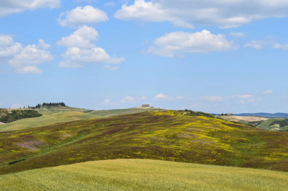 Pascoli Val d'Orcia